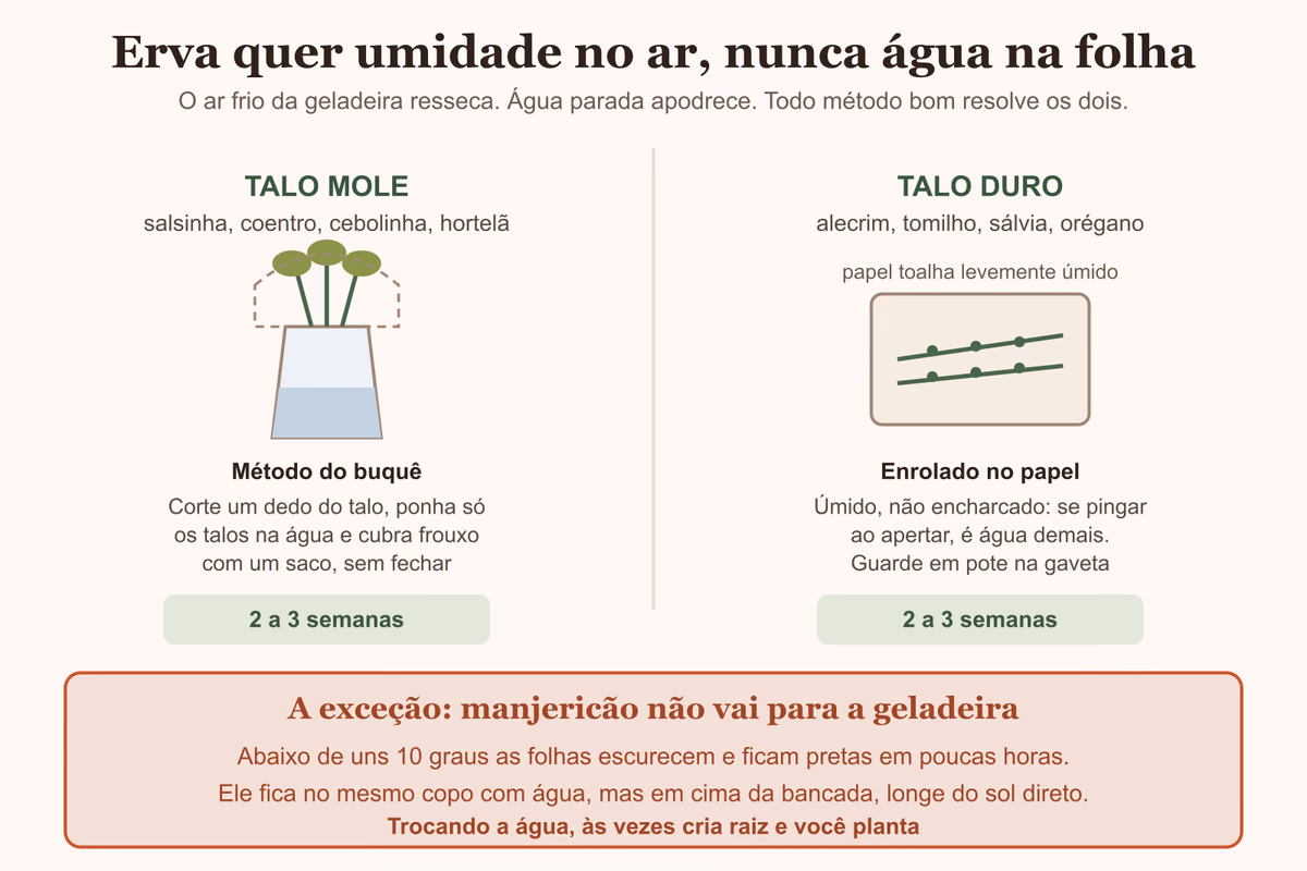Diagrama dos dois métodos de guardar erva fresca, com o buquê na água e o papel toalha