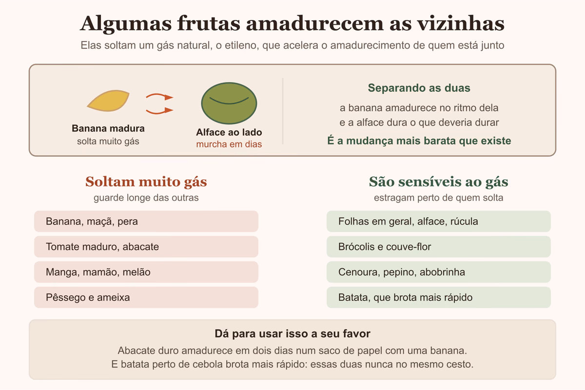 Diagrama mostrando as frutas que soltam gás e amadurecem as vizinhas, e quais são sensíveis
