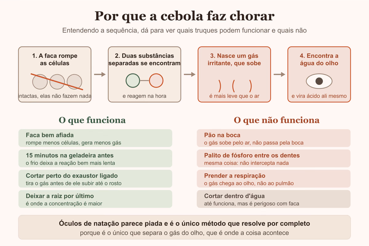 Diagrama da sequência que faz a cebola arder no olho, e quais truques funcionam de verdade