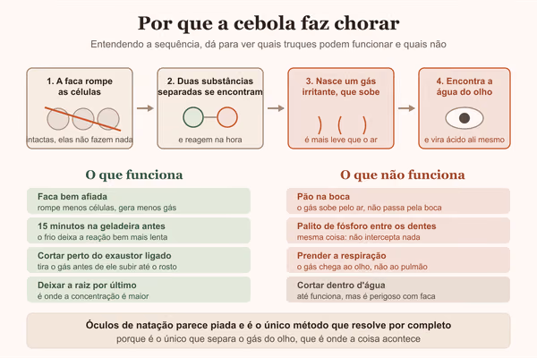 Diagrama da sequência que faz a cebola arder no olho, e quais truques funcionam de verdade