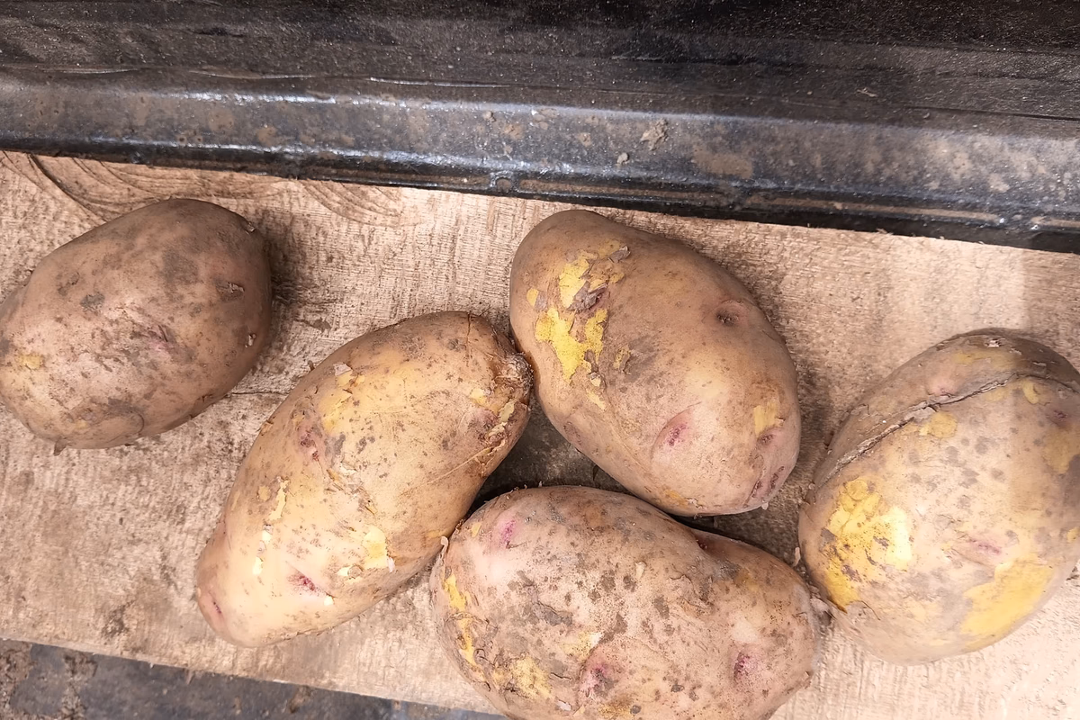 Batatas cruas com casca, ainda com terra, amontoadas sobre uma tábua de madeira escura